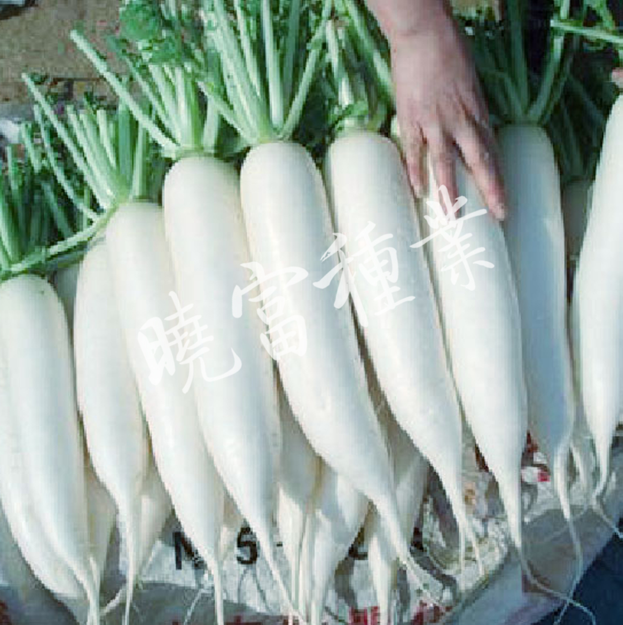 1585789796561558.jpg 04.jpg